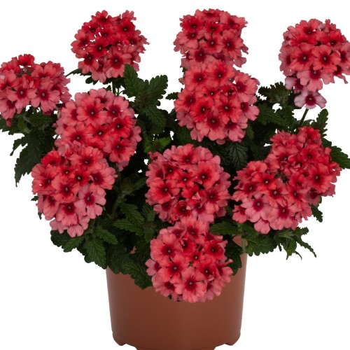 Verbena 'Empress® Flair Salmon' - Aed-raudürt 'Empress® Flair Salmon' P9/0,55L